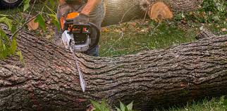 How Our Tree Care Process Works  in  Cajahs Mountain, NC